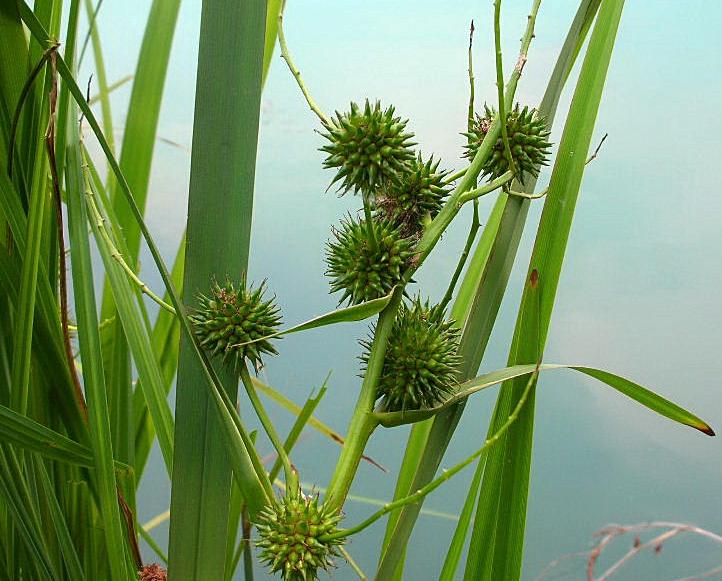 Sparganium erectum / Coltellaccio maggiore